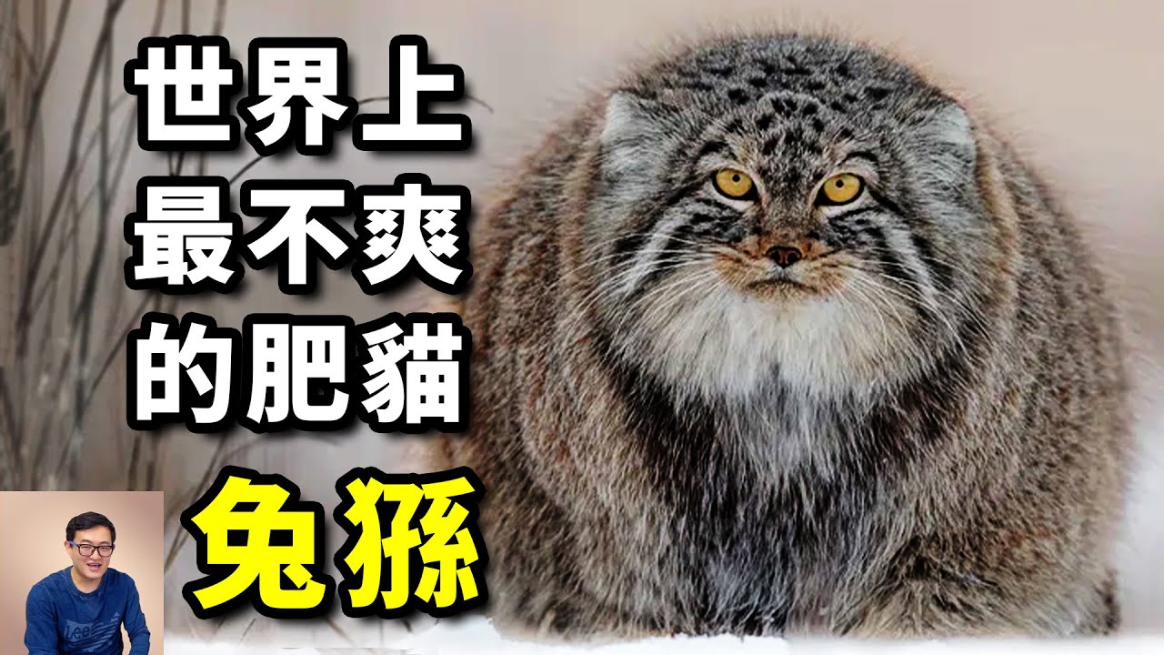 人氣超高的貓，天生一張「厭世臉」，捕獵技巧出神入化！貓科動物第一網紅——兔猻【老肉雜談】#動物 #貓 #兔猻 #寵物 #網紅