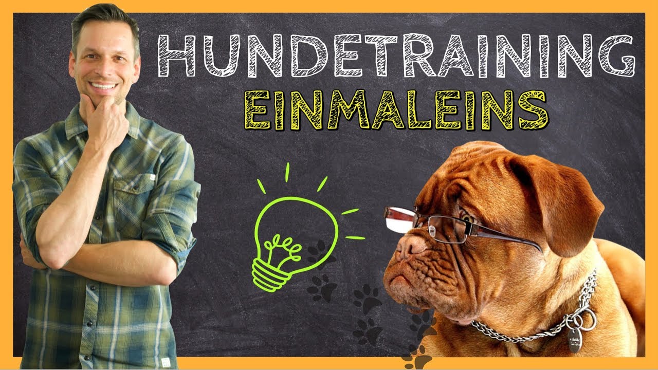 HUNDETRAINING Einmaleins | Grundlagen für eine ERFOLGREICHE Hundeerziehung