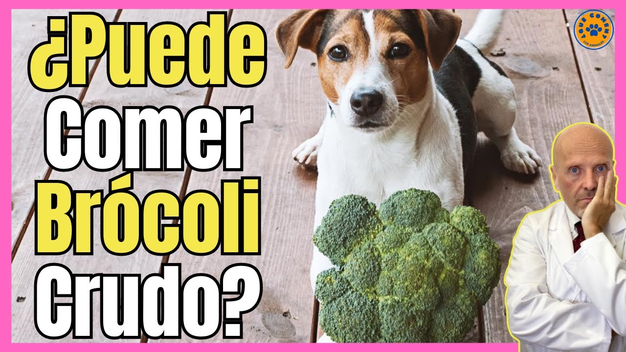 🔴 ¿LOS PERROS PUEDEN COMER BRÓCOLI CRUDO? 🔴