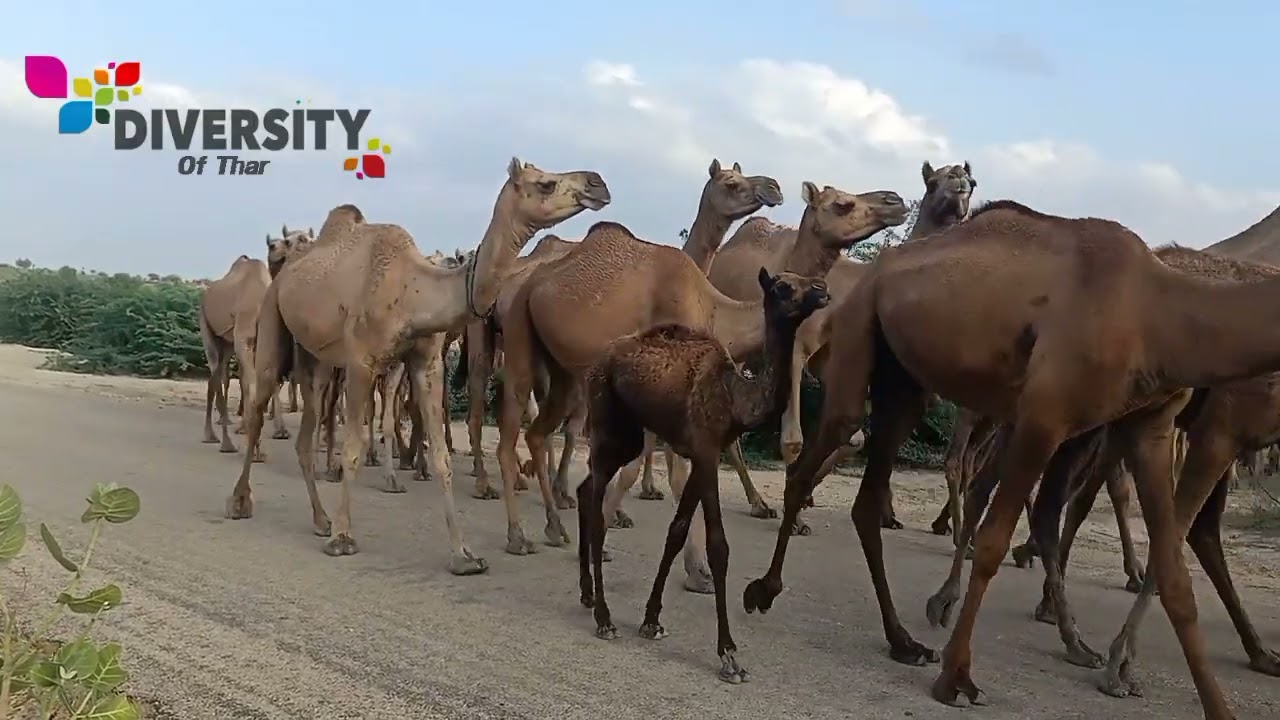 Rajput Camel Herd Back To Forest || Camels Of Tharparkar || Diversity Of Thar