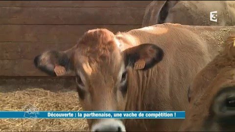 La Parthenaise, une vache de compétition !
