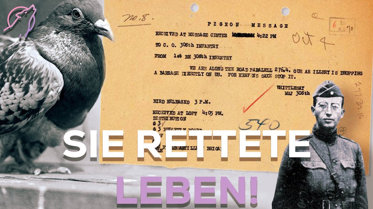 Wie eine Taube im Krieg zum Helden wurde!