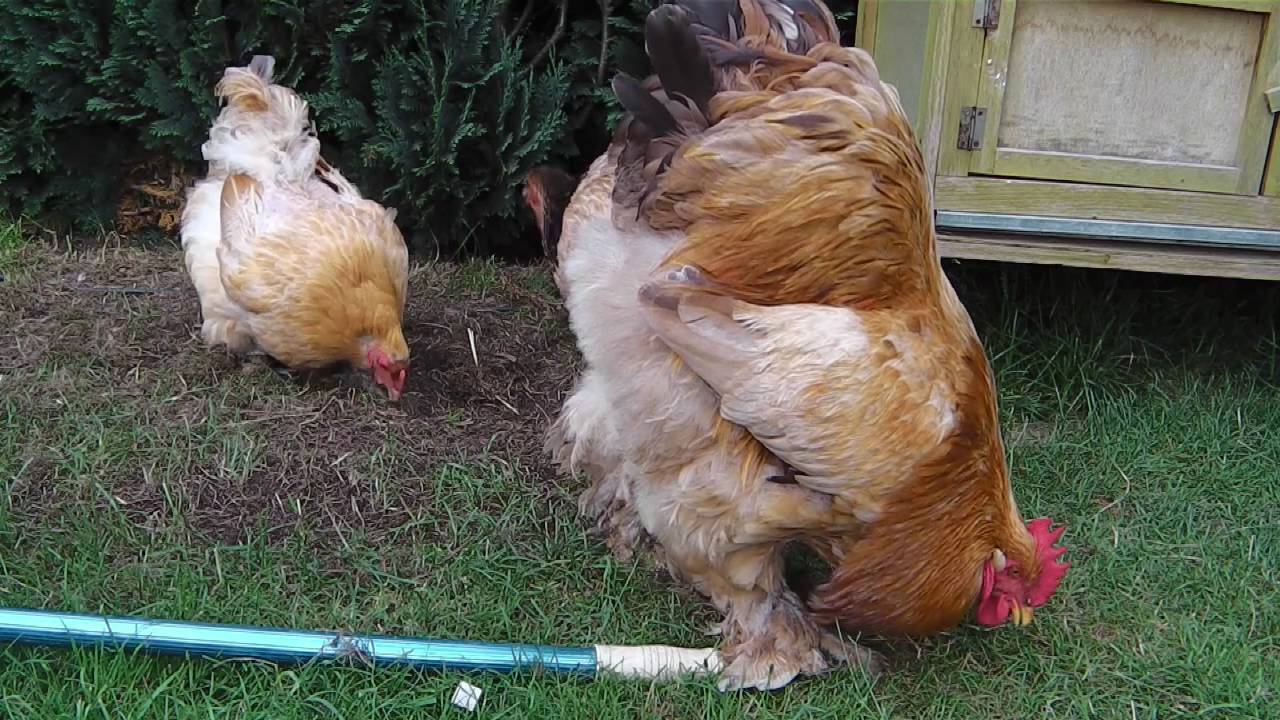 Glucke und Küken mit Hühnerschwarm zusammenführen