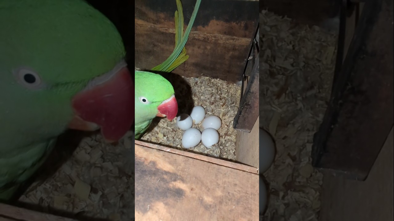 “Parrots Sitting on Eggs 🥚🦜 | Breeding Tips You Must Know!”