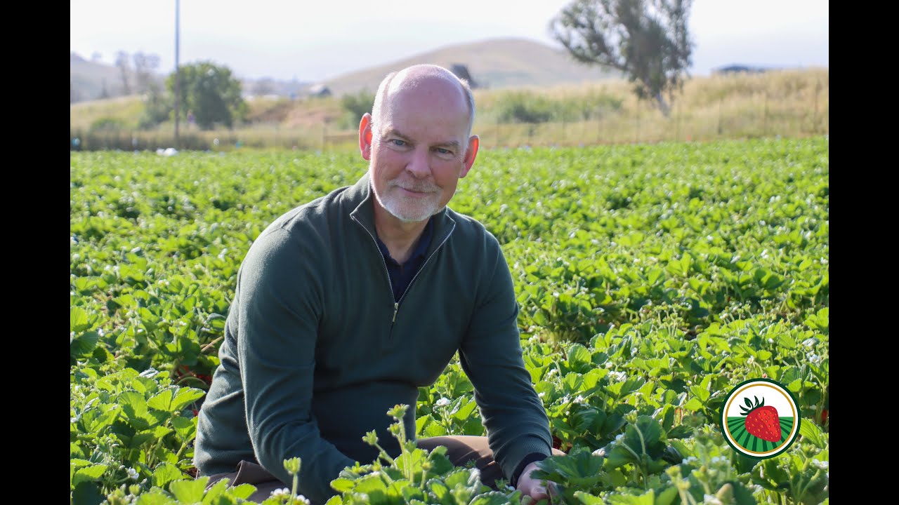 Is There a Future for Strawberries in California? • Soren Bjorn, CEO, Driscoll's