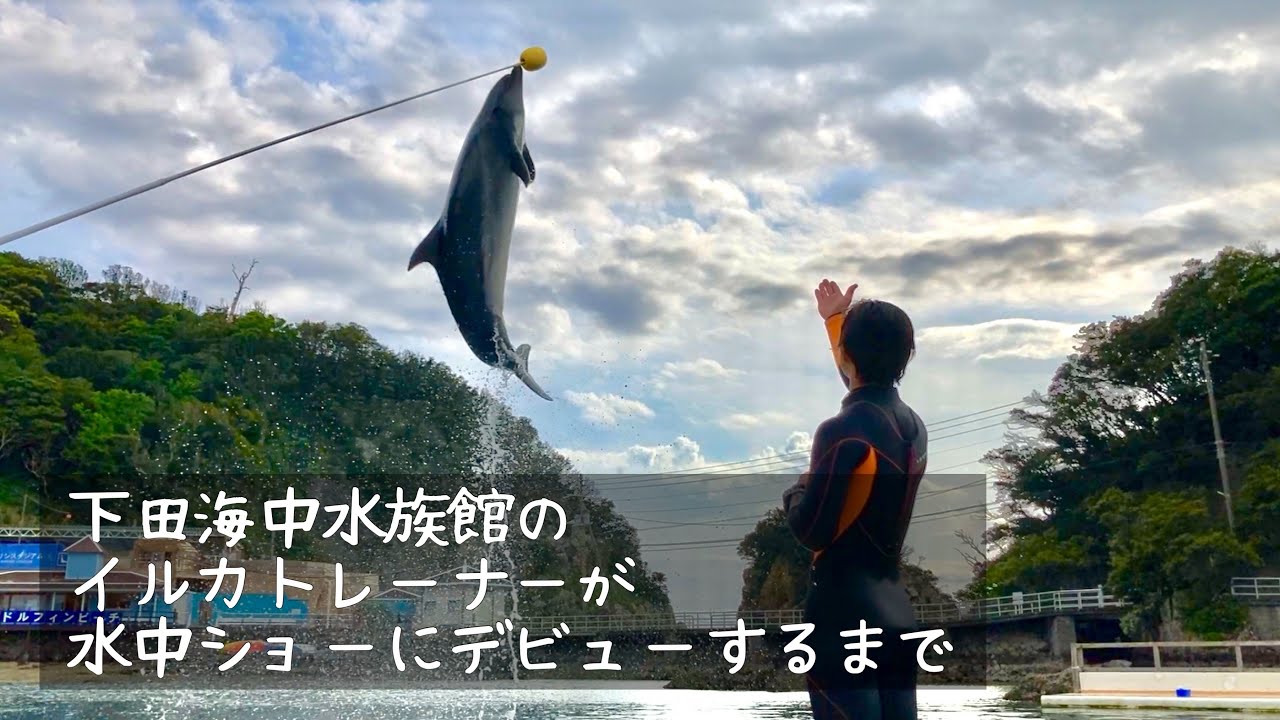 下田海中水族館のイルカトレーナーが水中ショーにデビューするまで