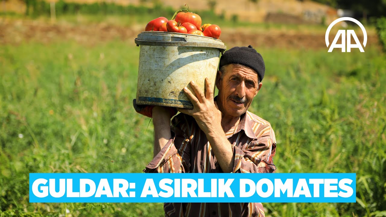 Fideleri ücretsiz dağıttı | Bir avuç ata tohumuyla asırlık domates 'Guldar'ı yeniden yeşertti