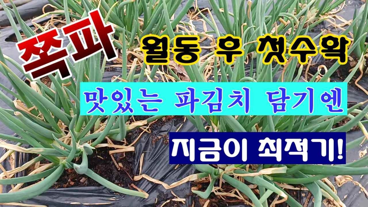 [텃밭농부 2,157]  월동한 쪽파. 첫 수확하여 맛있는 파김치 담그기! #쪽파재배