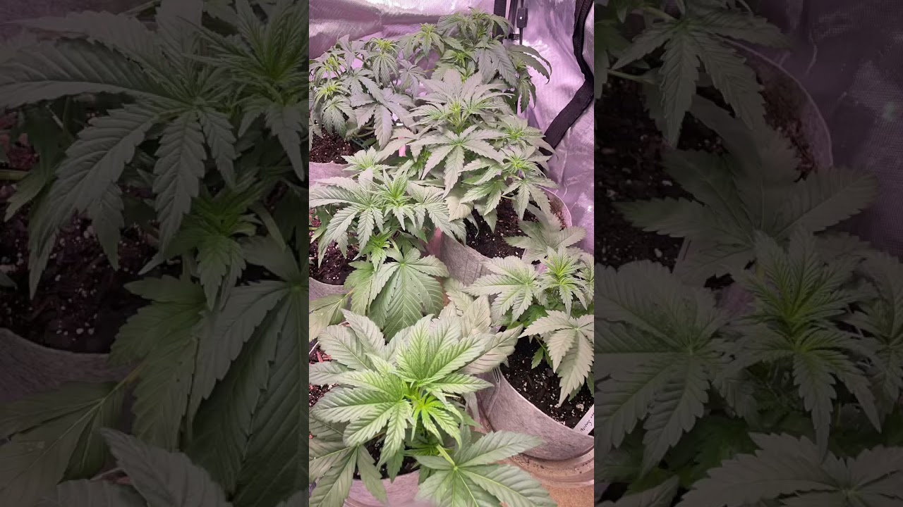 AUTOFLOWER 🌱 DAY 24 OVER WATERED BUT BOUNCING BACK