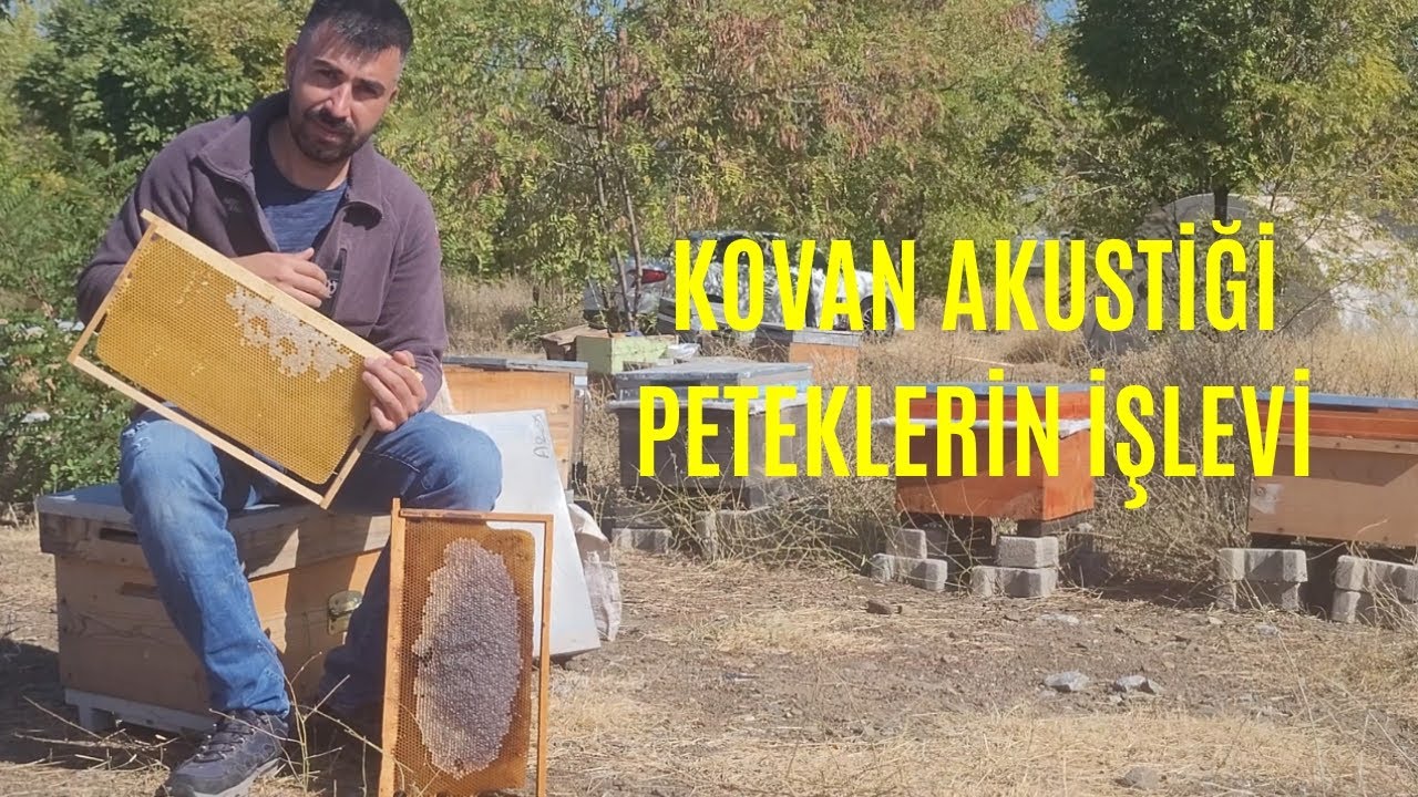 Kovan İ&ccedil;i Akustiği - Esmer - Beyaz Petek Nedir, Ne İşe Yarar? #arıcılıkvideoları #bee #beekeeper