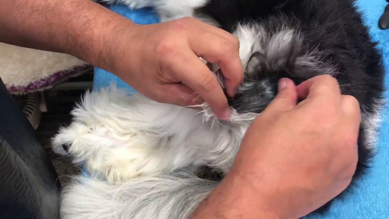 Como eliminar los nudos a mi perro | DIY | La Casita de los Shih Tzu