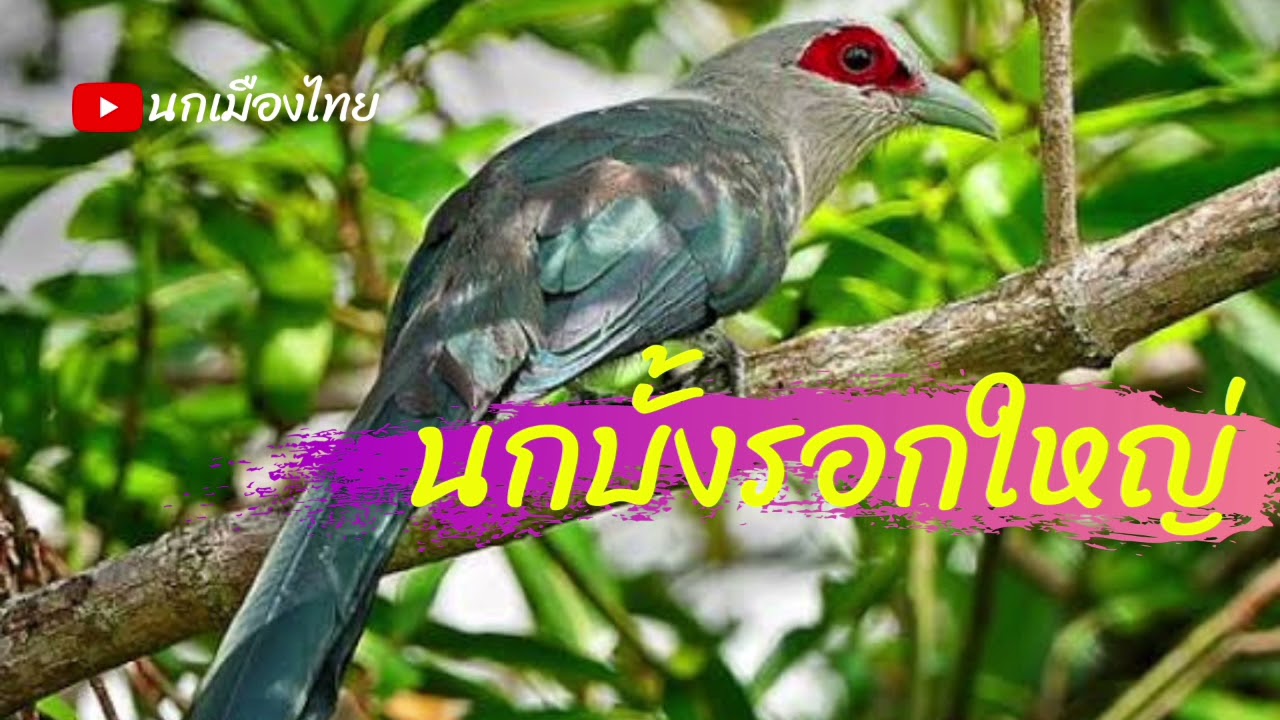 นกบั้งรอกใหญ่