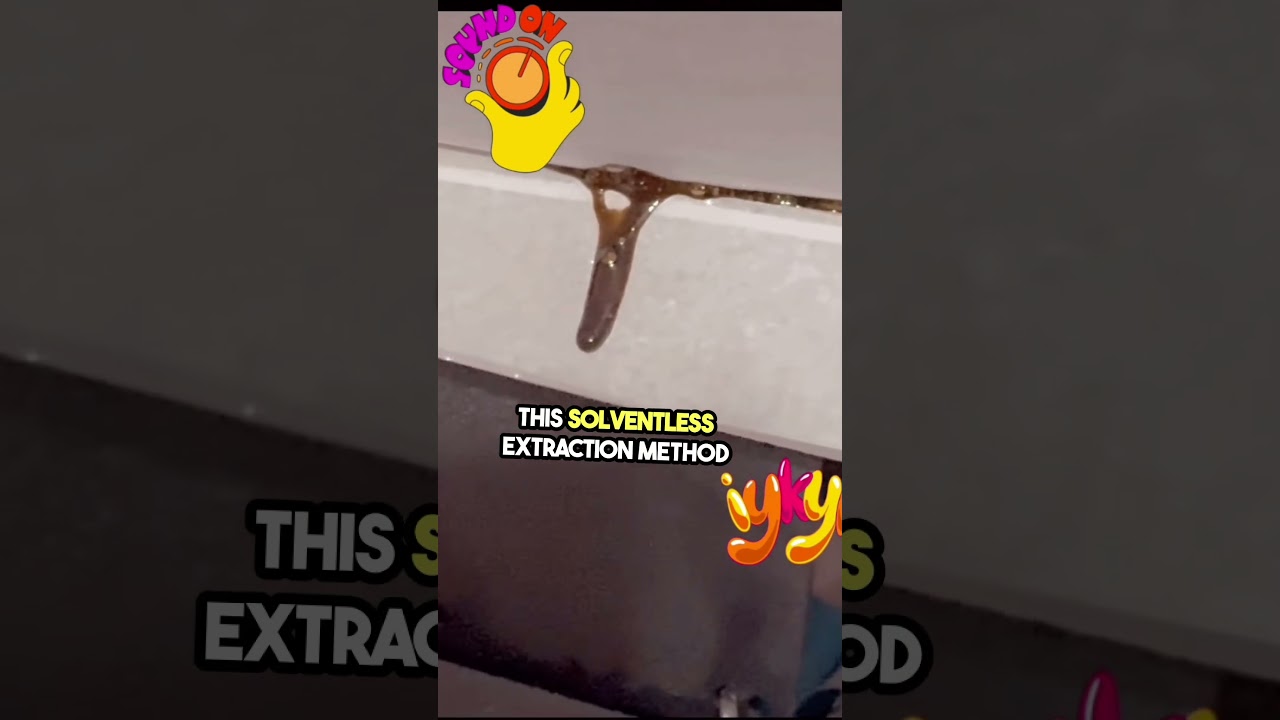 Experience Pure THC with ZALZA! | Solventless Hot-Pressed Rosin 🌿🔥 #thcinfused #healthysauce  #zalza