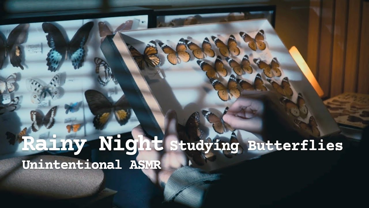 Study with me ASMR Book Sounds & Page Turning (rain without thunder)