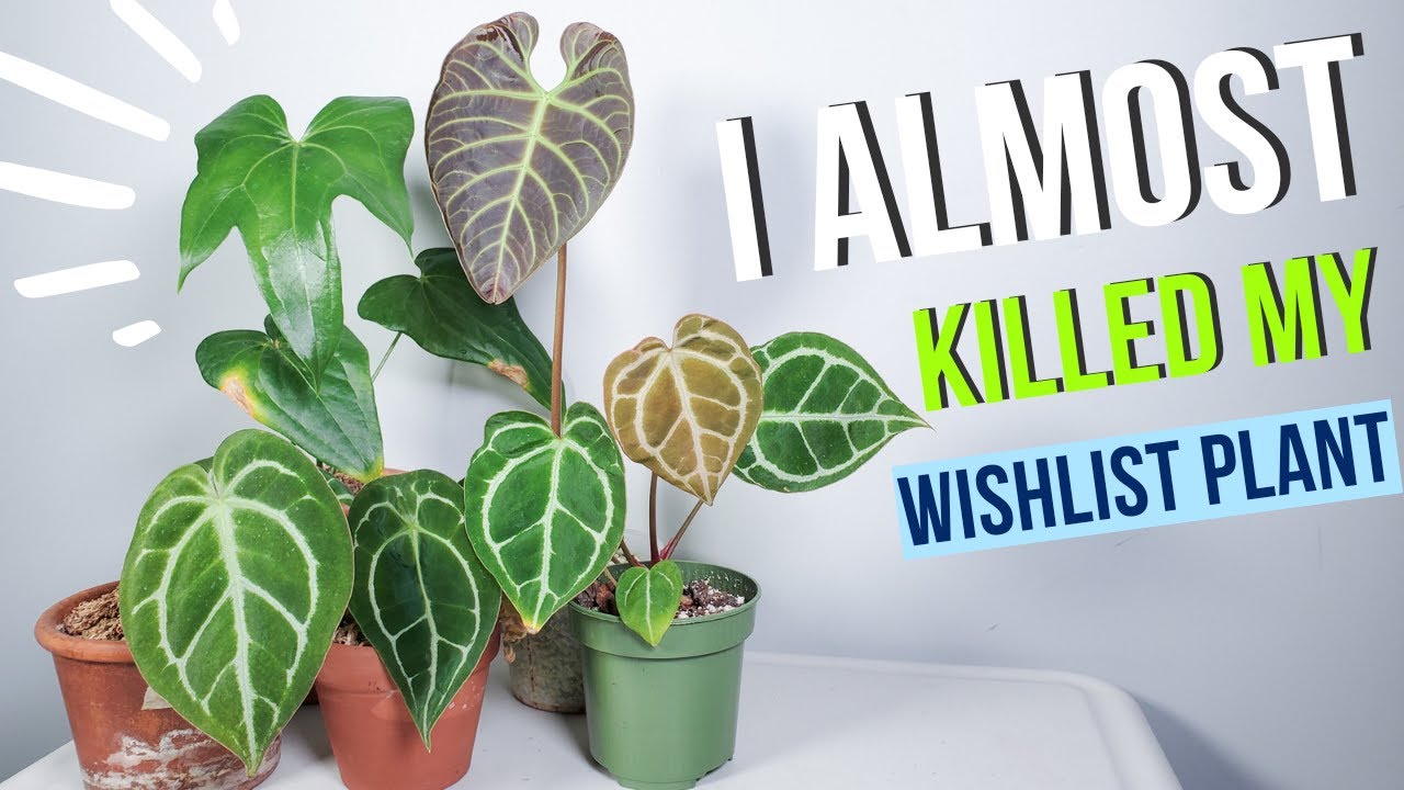 ENTIRE Anthurium Collection | 12+ uncommon and rare plants
