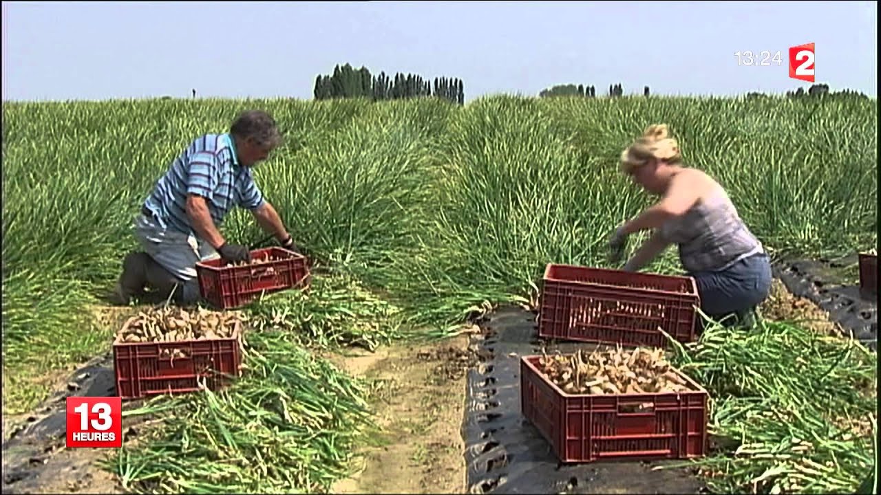 Echalote vs oignon, juin 2013