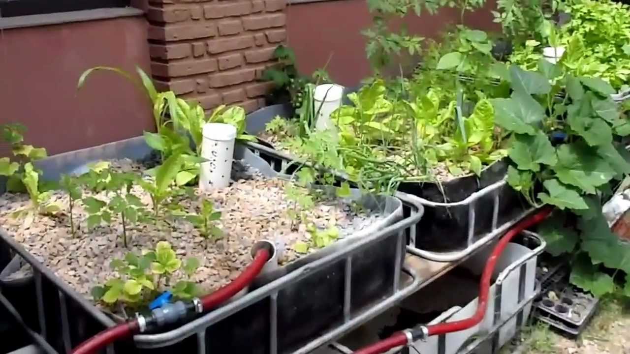 Aquaponics DIY CHOP 2 Суперлегкий