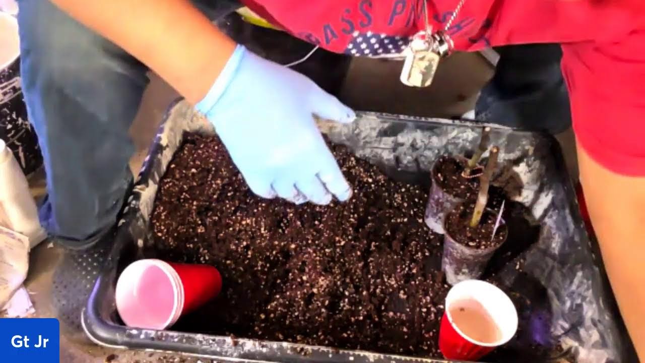Let's get these fig cuttings rooted (part 2)