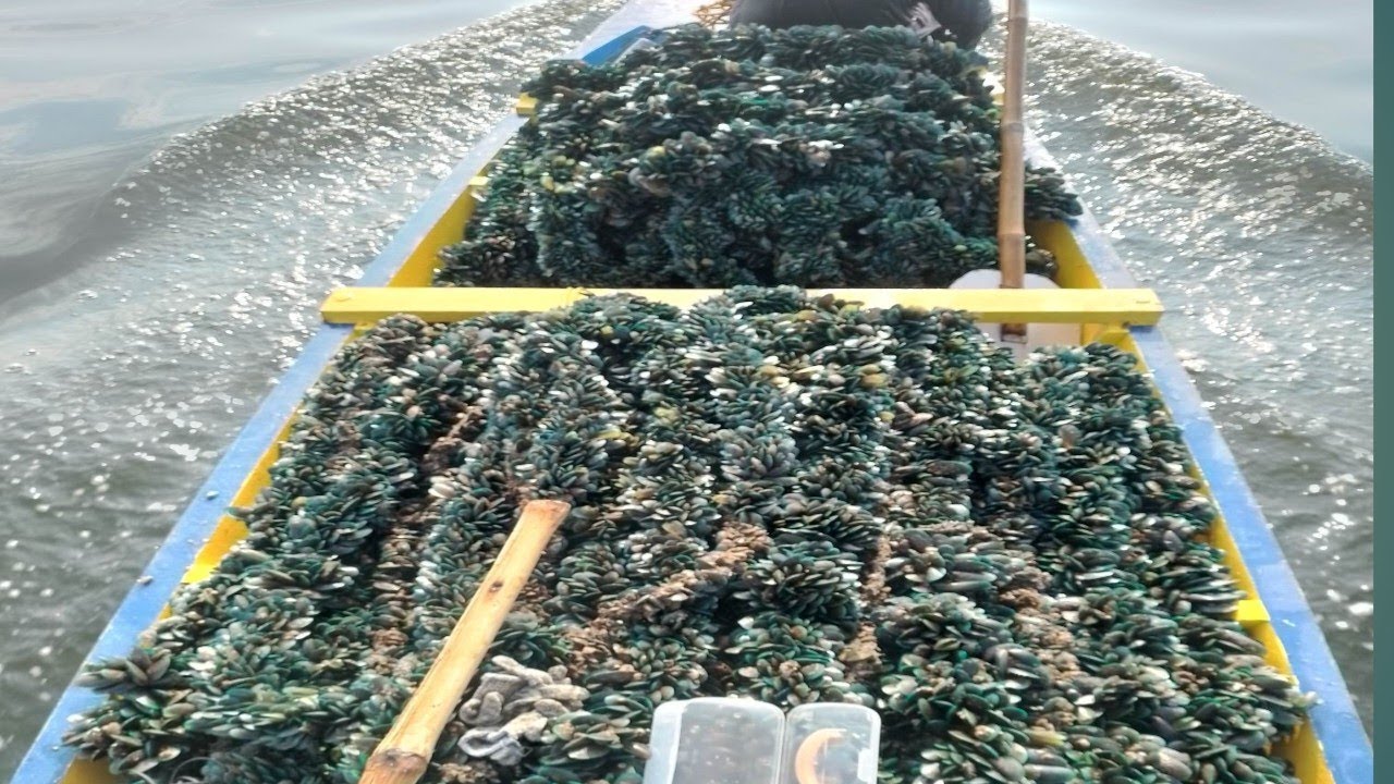 Pag aalaga ng Tahong na Effective at Sako-Sako ang Harvest Araw-araw!!