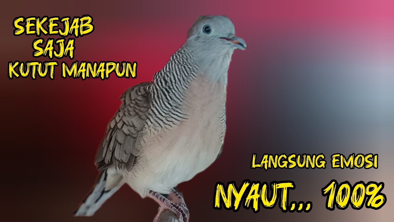 Perkutut Lokal Gacor Suara Super Besar (100%AMPUH BANGET) Cocok Untuk Pancingan Burung Perkutut