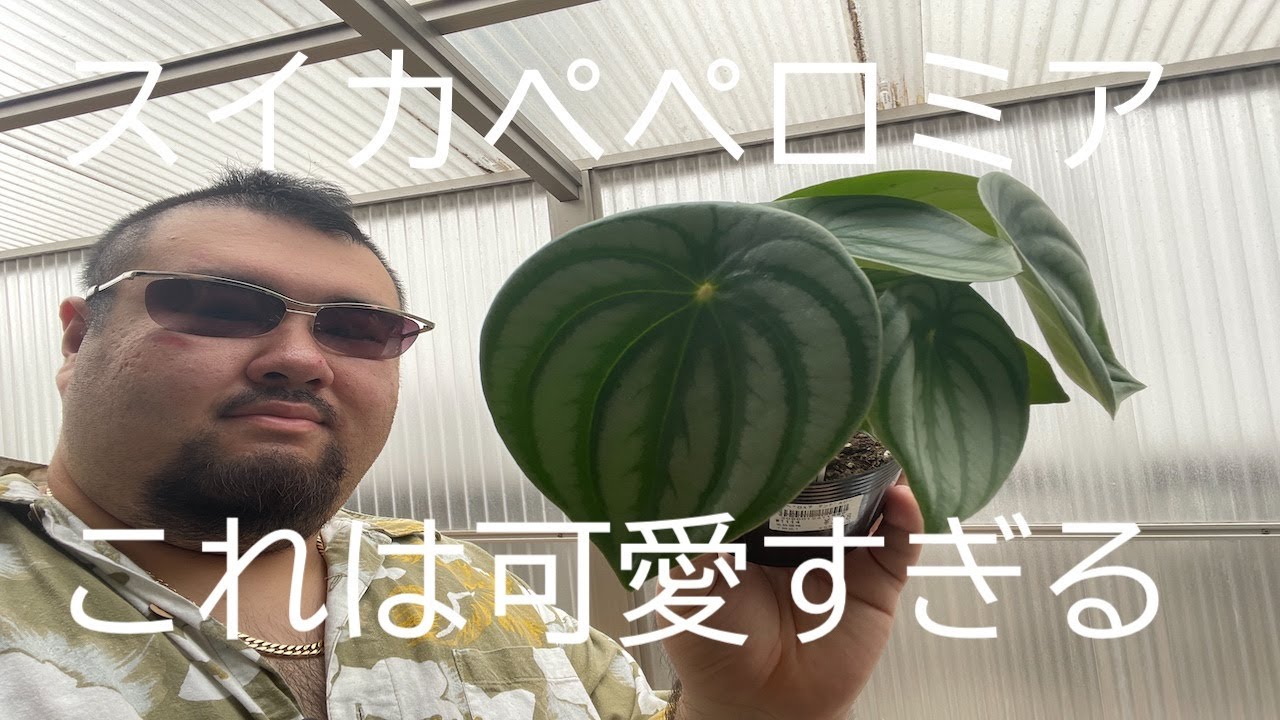 まるでスイカ！？スイカペペロミア陶器鉢に植え替え