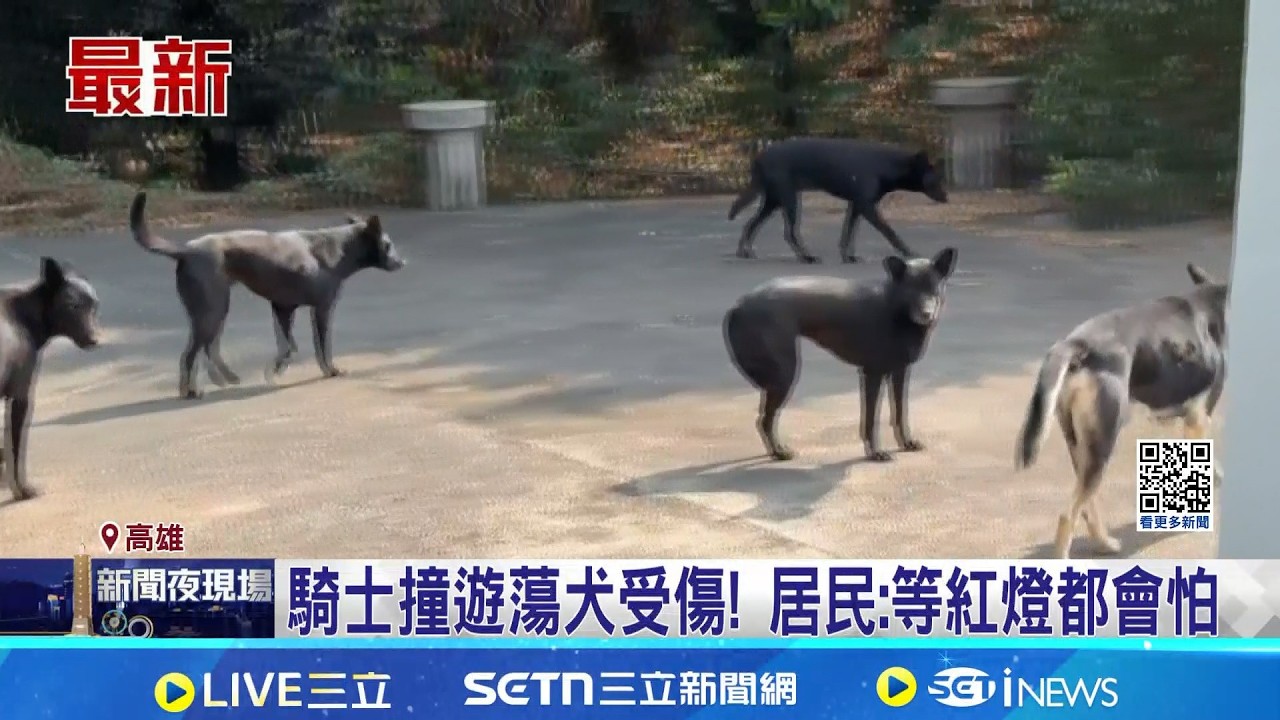 南星計畫區百隻遊蕩犬! 騎士遭包圍 居民嚇壞 騎士撞遊蕩犬受傷! 居民:等紅燈都會怕│記者 陳俞安 朱韋達│新聞一把抓20260330│三立新聞台