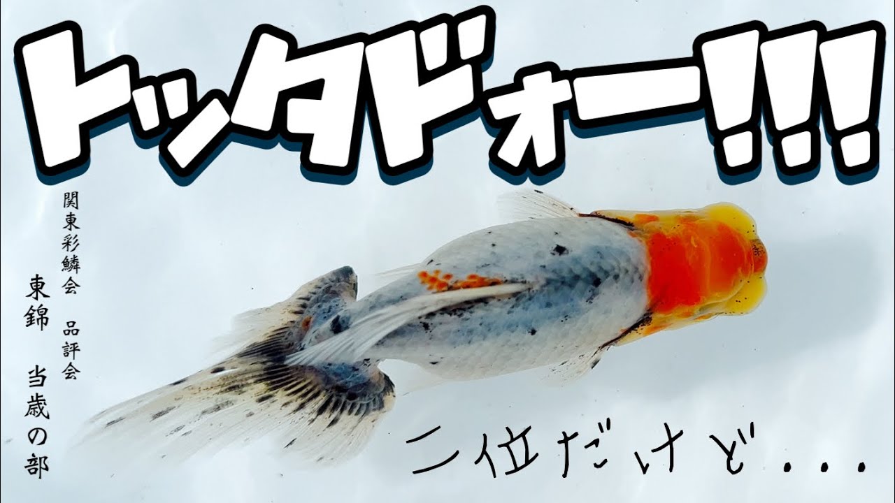【金魚】理想の東錦を目指して！東錦専門の愛好会 | 上位5位をご紹介 | 金魚の品評会 親魚、二歳魚、当歳魚 | 関東彩鱗会 | @peperia 