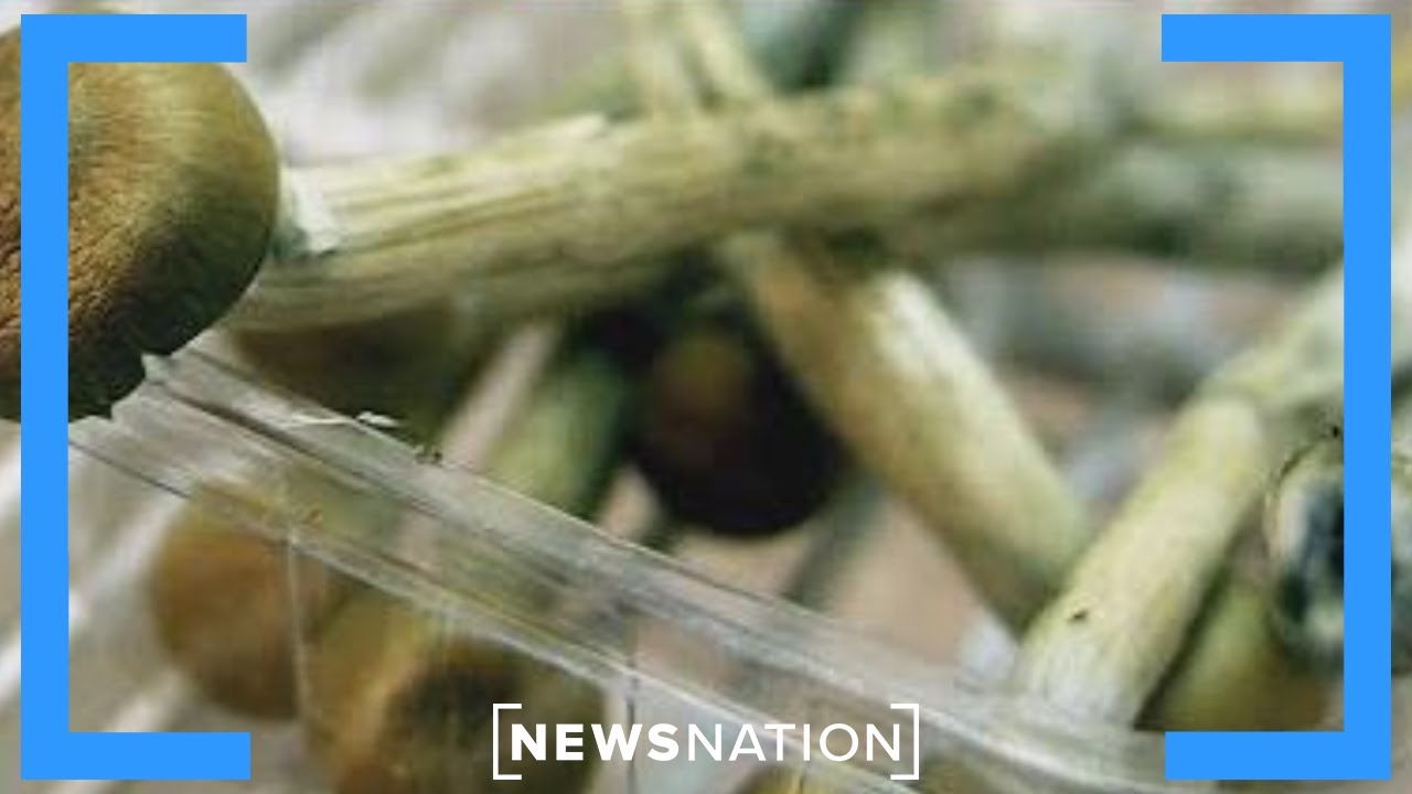 Министерство по делам ветеранов финансирует исследования психоделиков для психического здоровья |...