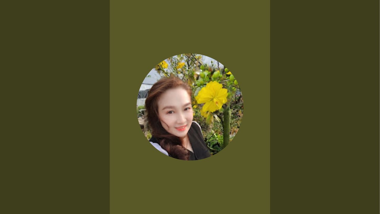 Mai giống nhiều loại : cam thiên lộc , diễm mai … #maivang