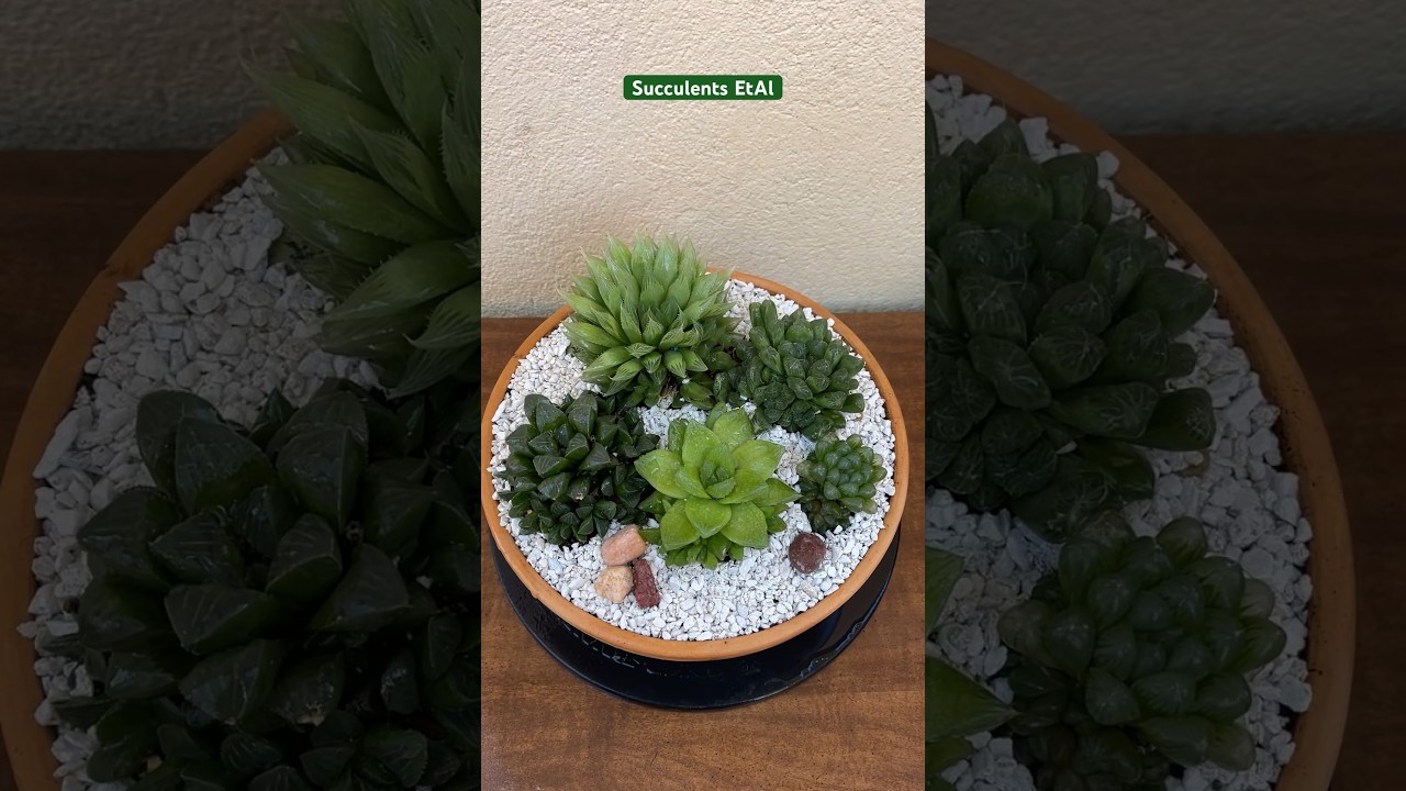 Repotting Different Varieties of Haworthia 🪴 #succulents #suculentas #diy #haworthia