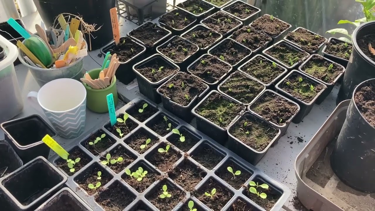 5 cultures faciles pour débuter un potager