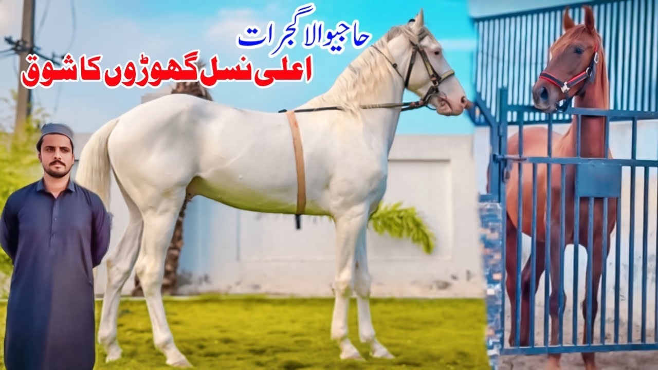 Khoobsurat Desi Ghore | Best Desi Horse Farm in Gujrat Pakistan 🐎