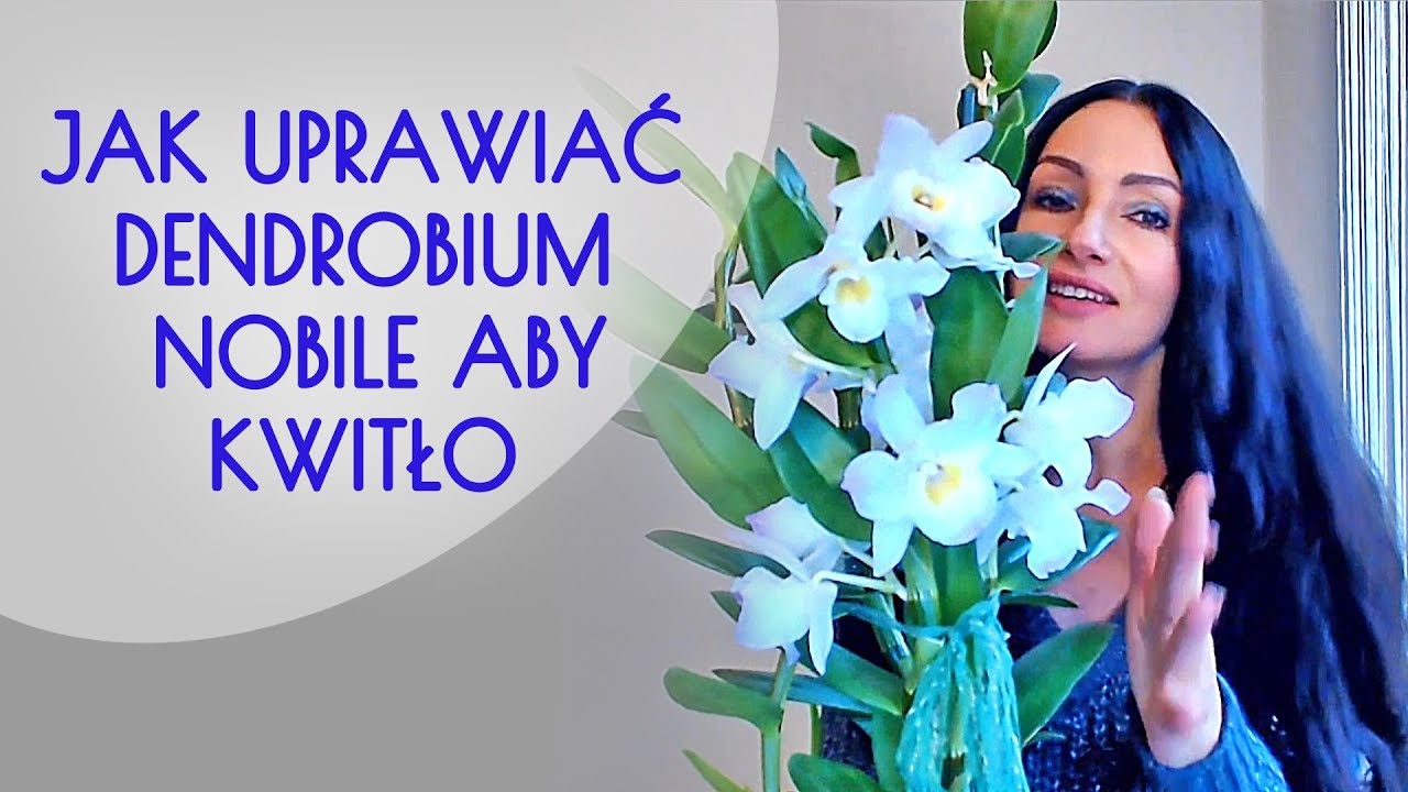 Uprawa storczyka dendrobium nobile i pobudzanie go do kwitnienia