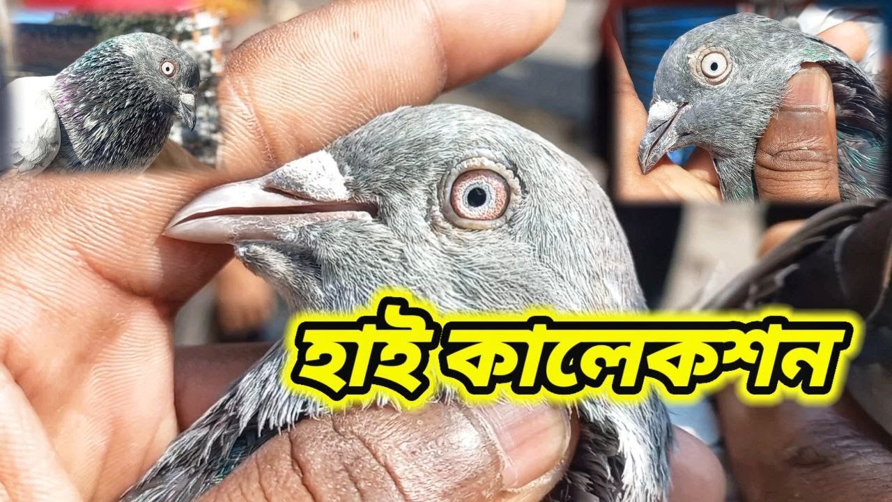 MashaAllah, there was a very good collection at Mirpur Hat today🥰 | Miraj Pigeon & Pets