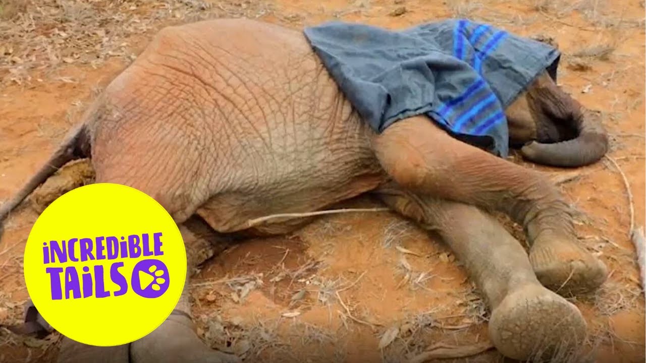 Conservationists rescue dehydrated elephant | Incredible Tails