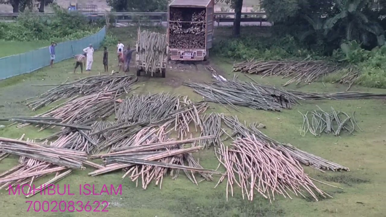 Assam bamboo 12345#