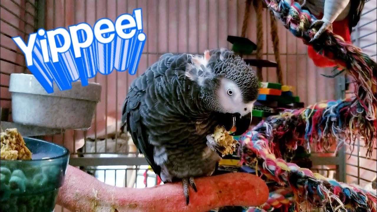 Botton The African Grey Eating Birdie Bread | Baby The Severe Macaw Singing | National Pig Day Sammy