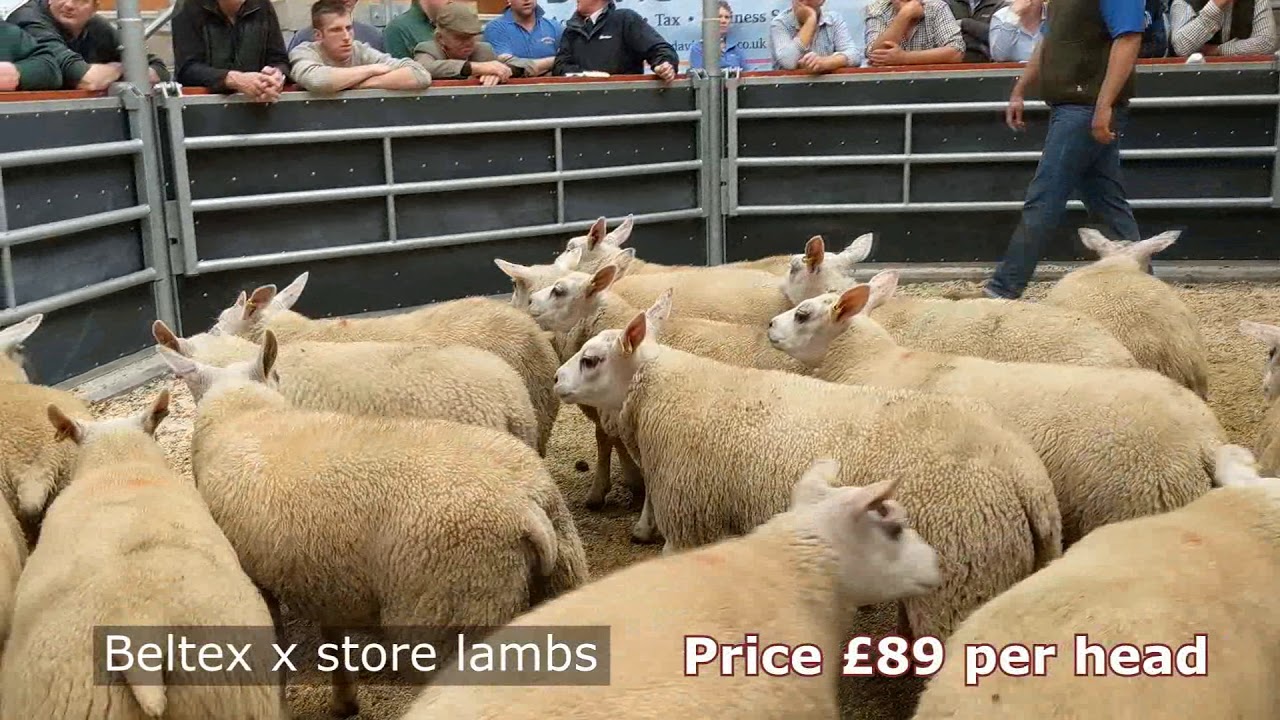 Beltex x Gimmers and Store Lambs at Hopes Auction Wigton - July 28th 2018