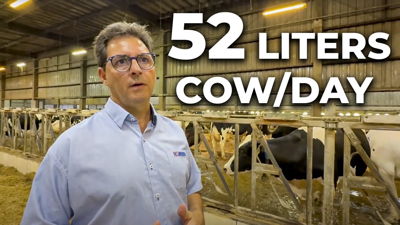 THE FEEDING STRATEGY BEHIND 52L/DAY COWS: NDF AND STARCH DIGESTIBILITY | FAZENDA COLORADO 🇧🇷