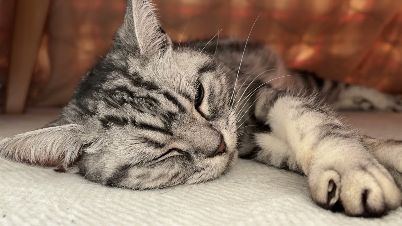 横倒しになって気持ち良くくつろいでいる猫のクレアさん