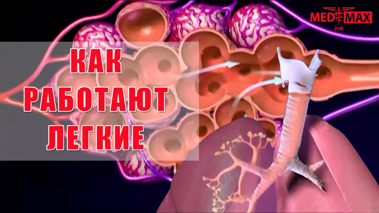 Как работают легкие ?
