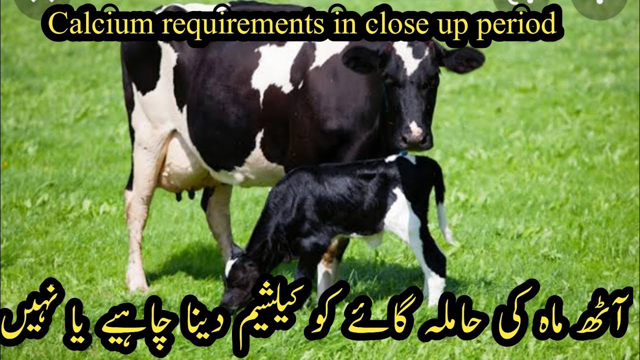 Last month pregnancy me calcium dena chahye ya nae II Calcium requirements in close up period