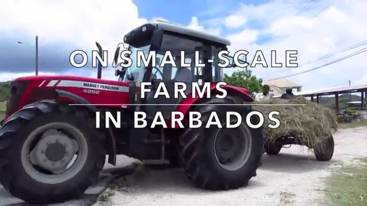 Introducing Local Goat Yogurt Production on Small-scale Farms in Barbados