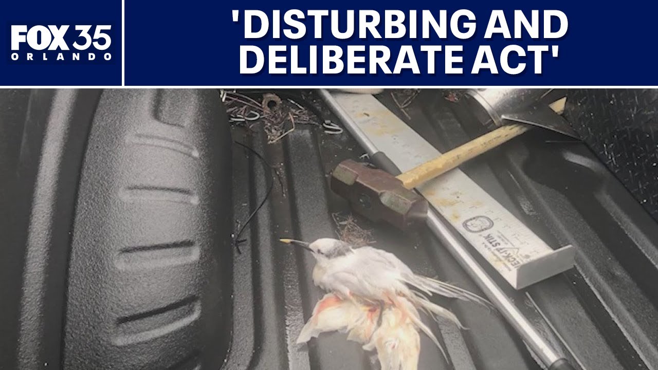 Birds killed by vehicle: FWC, U.S. Fish & Wildlife investigating dozens of deaths at Port Canaveral