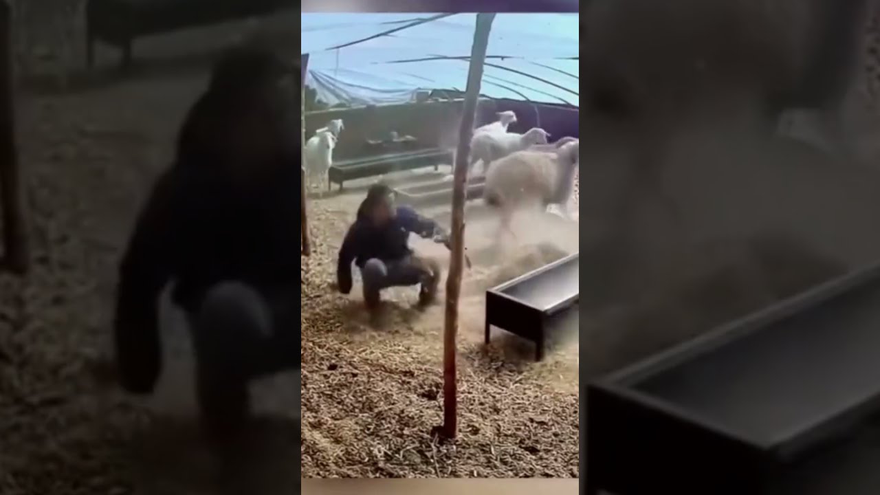 Sheep Attack #funny