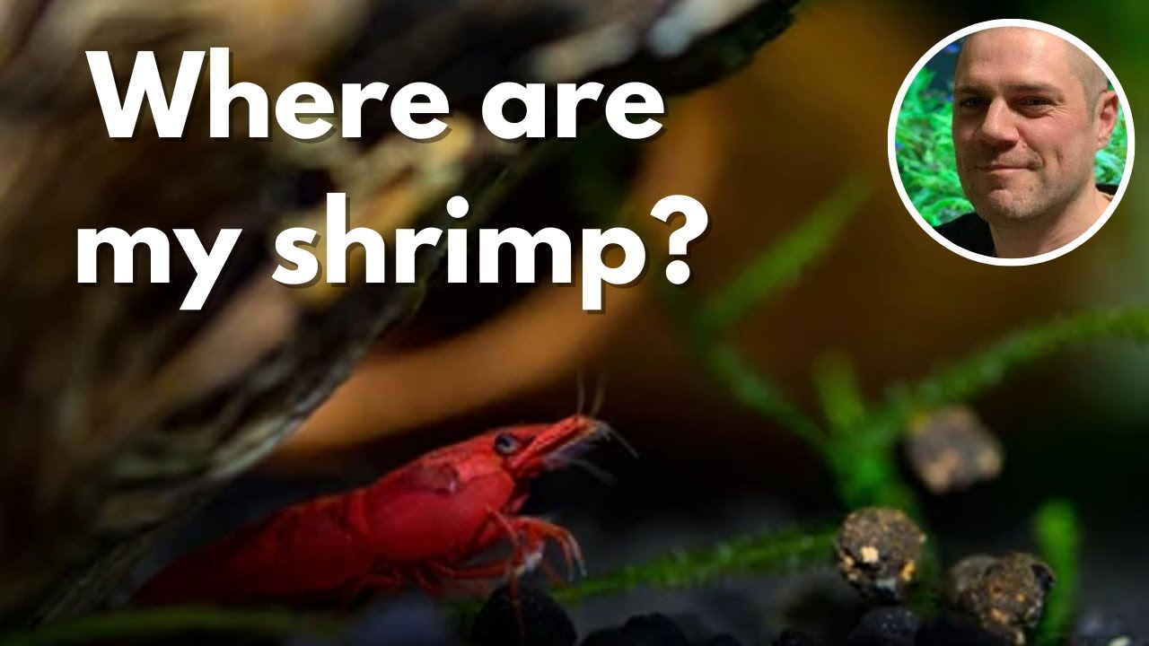Why Are My Red Cherry Shrimp Hiding? HOW CAN YOU PREVENT YOUR RED CHERRY SHRIMP HIDING ALL DAY LONG?