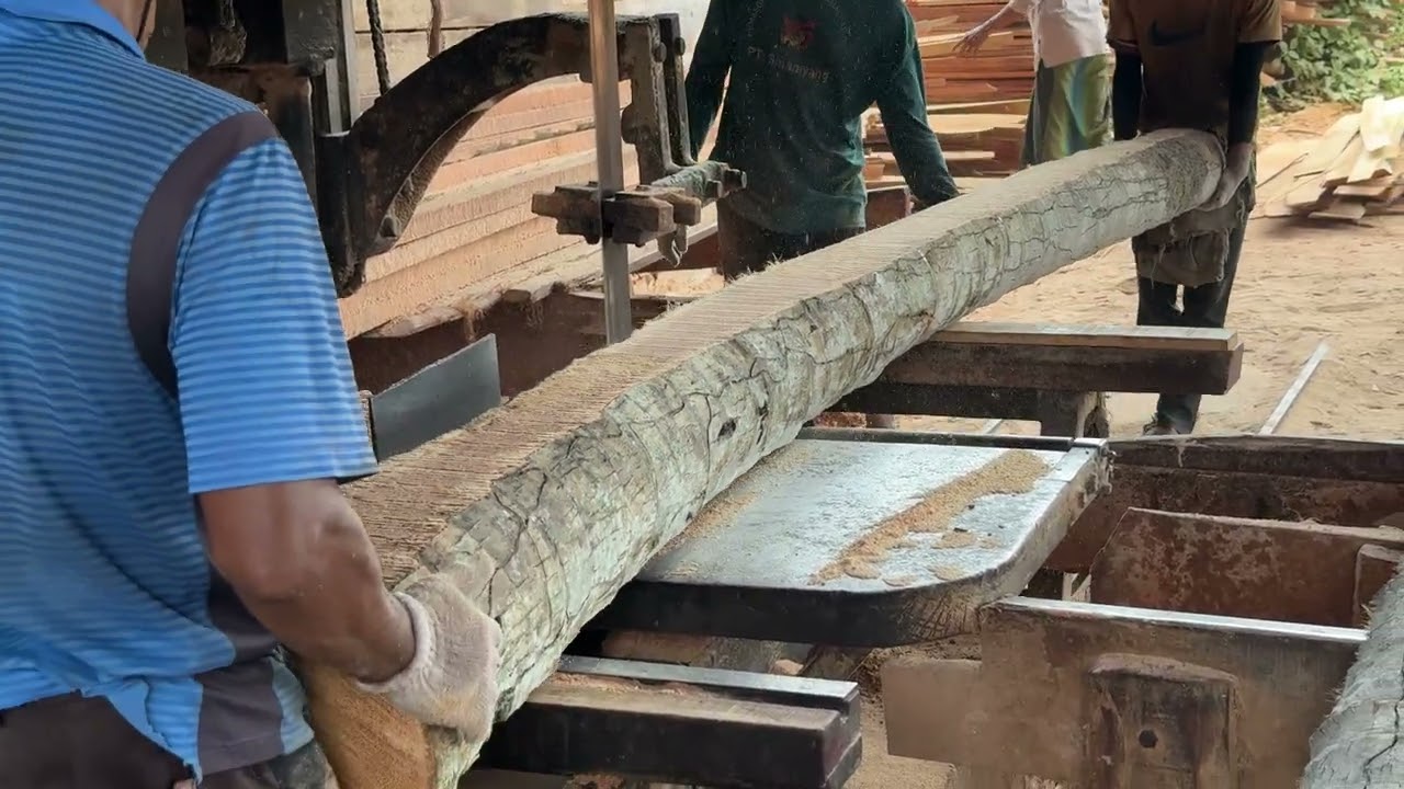 Mastering the Art of Best Practices in Coconut Tree Trunk Processing