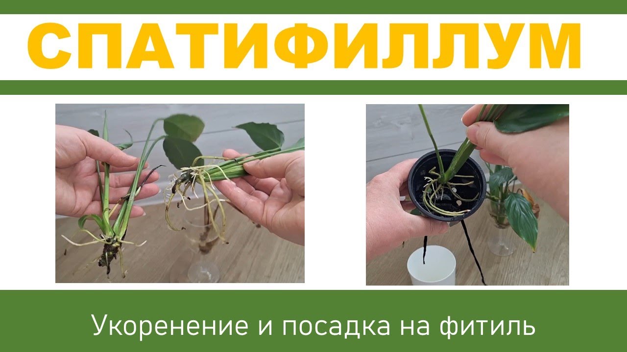 СПАТИФИЛЛУМ: укоренение деток, посадка в грунт на фитильный полив