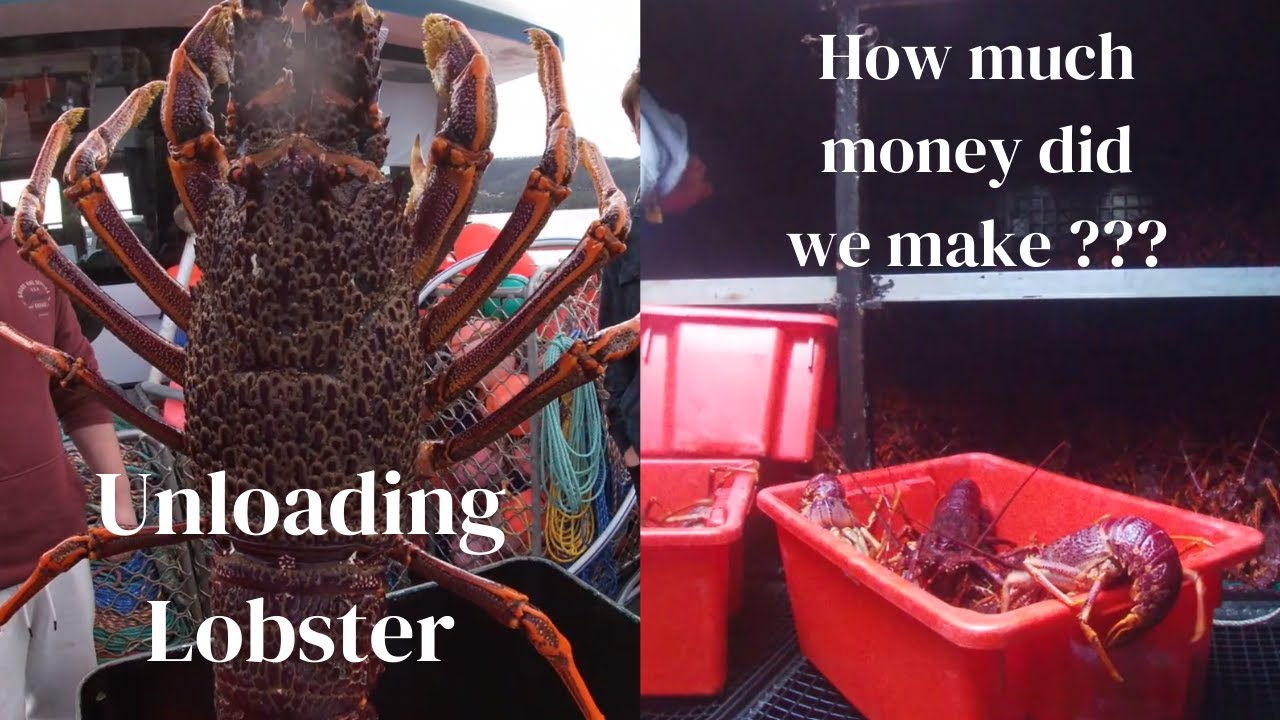 Unloading Lobster after 11 days at sea in Tasmania. vlog 11
