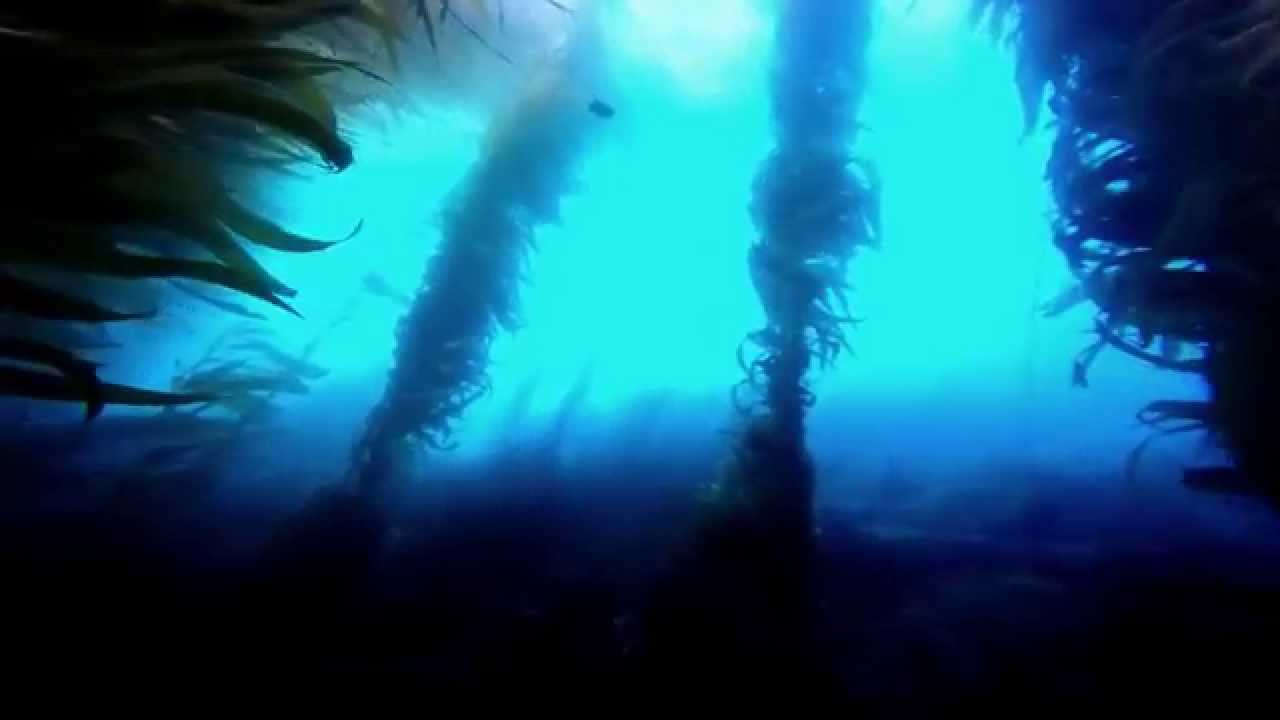 Macrocystis pyrifera (Giant Kelp) Aboard the Conception- Truth Aquatics